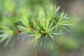 Lebanese cedar Cedrus libani, young shoot with needles Royalty Free Stock Photo